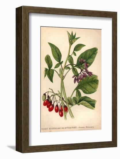 Woody Nightshade-Hulton Archive-Framed Photographic Print