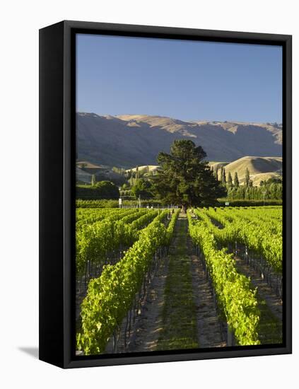 Wooing Tree Vineyard, Cromwell, Central Otago, South Island, New Zealand-David Wall-Framed Premier Image Canvas