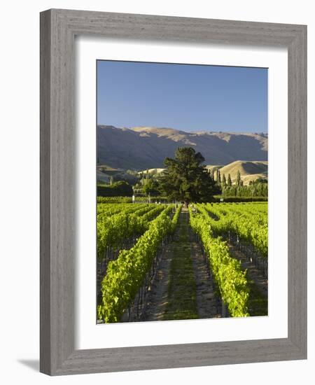 Wooing Tree Vineyard, Cromwell, Central Otago, South Island, New Zealand-David Wall-Framed Photographic Print