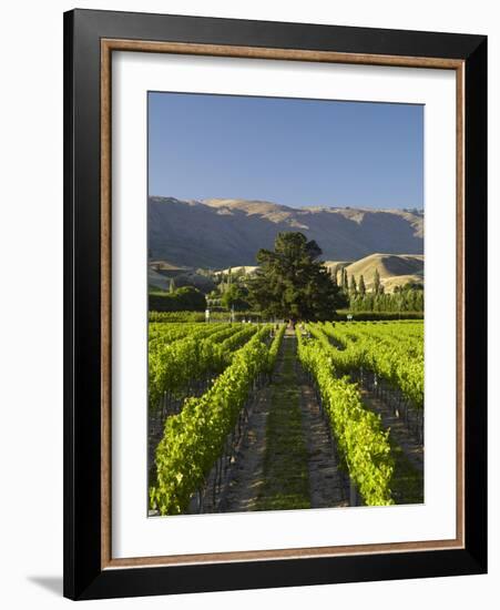 Wooing Tree Vineyard, Cromwell, Central Otago, South Island, New Zealand-David Wall-Framed Photographic Print