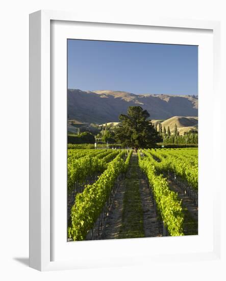 Wooing Tree Vineyard, Cromwell, Central Otago, South Island, New Zealand-David Wall-Framed Photographic Print