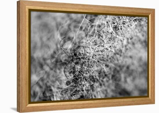 Wool Hat Closeup-null-Framed Stretched Canvas