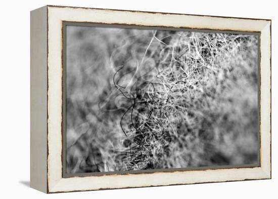 Wool Hat Closeup-null-Framed Stretched Canvas