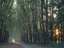 Avenue of Trees with Sun Low in the Sky Behind, at Versailles, Ile De France, France, Europe-Woolfitt Adam-Photographic Print