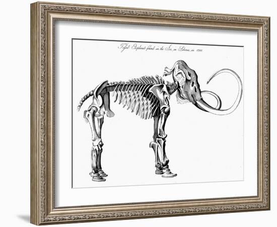 Woolly Mammoth (Mammuthu) Skeleton, 1830-null-Framed Giclee Print