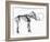 Woolly Mammoth (Mammuthu) Skeleton, 1830-null-Framed Giclee Print