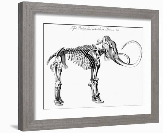 Woolly Mammoth (Mammuthu) Skeleton, 1830-null-Framed Giclee Print