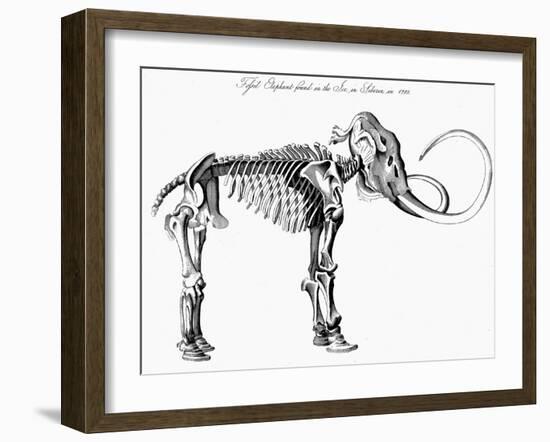 Woolly Mammoth (Mammuthu) Skeleton, 1830-null-Framed Giclee Print