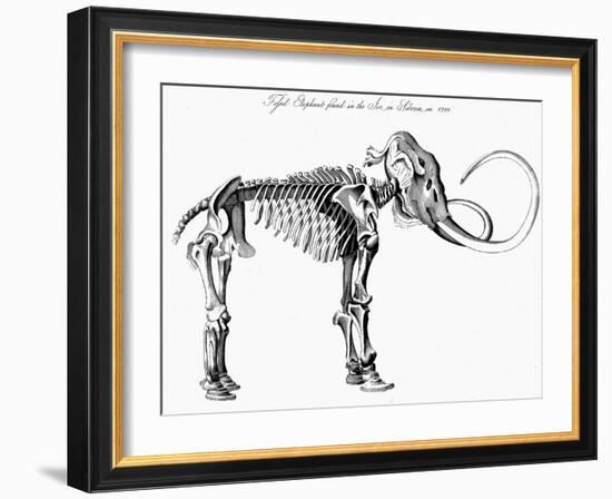 Woolly Mammoth (Mammuthu) Skeleton, 1830-null-Framed Giclee Print