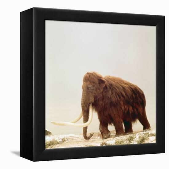 Woolly Mammoth Prehistoric Reconstruction-Arthur Hayward-Framed Premier Image Canvas