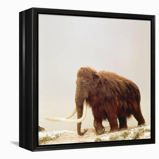 Woolly Mammoth Prehistoric Reconstruction-Arthur Hayward-Framed Premier Image Canvas