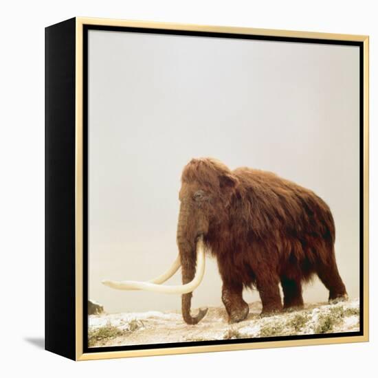 Woolly Mammoth Prehistoric Reconstruction-Arthur Hayward-Framed Premier Image Canvas