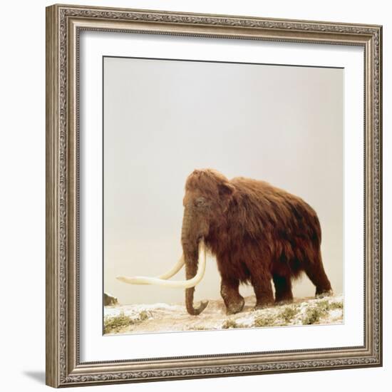 Woolly Mammoth Prehistoric Reconstruction-Arthur Hayward-Framed Photographic Print