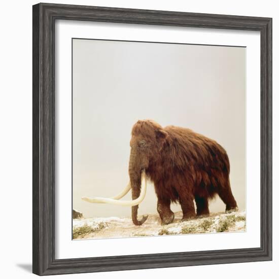 Woolly Mammoth Prehistoric Reconstruction-Arthur Hayward-Framed Photographic Print