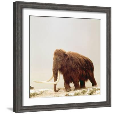 MAMMOTH PICTURE FRAME 4X6