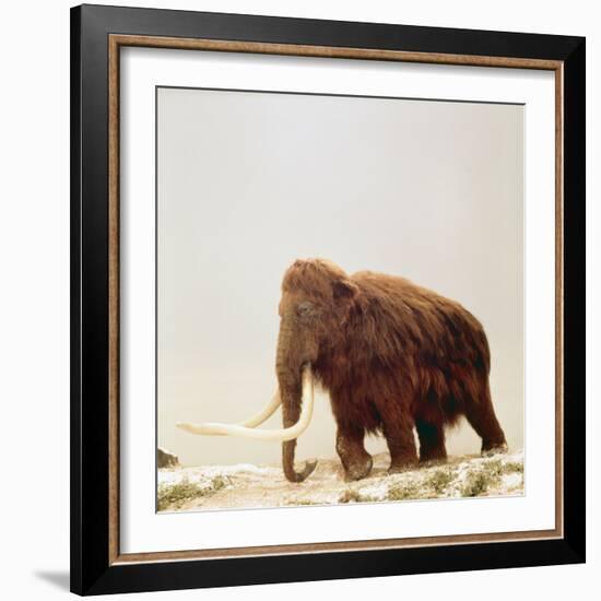 Woolly Mammoth Prehistoric Reconstruction-Arthur Hayward-Framed Photographic Print