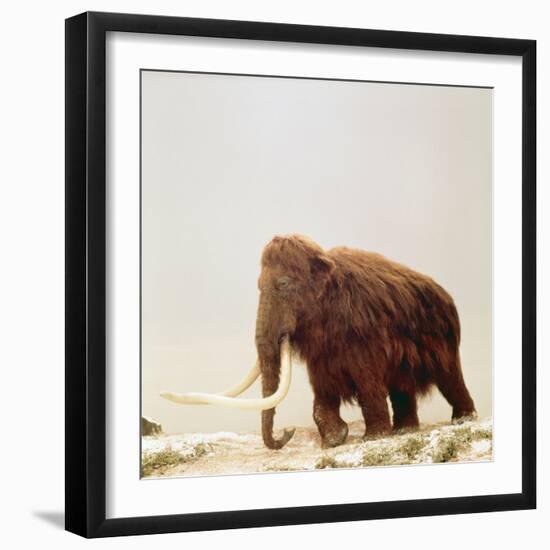 Woolly Mammoth Prehistoric Reconstruction-Arthur Hayward-Framed Photographic Print