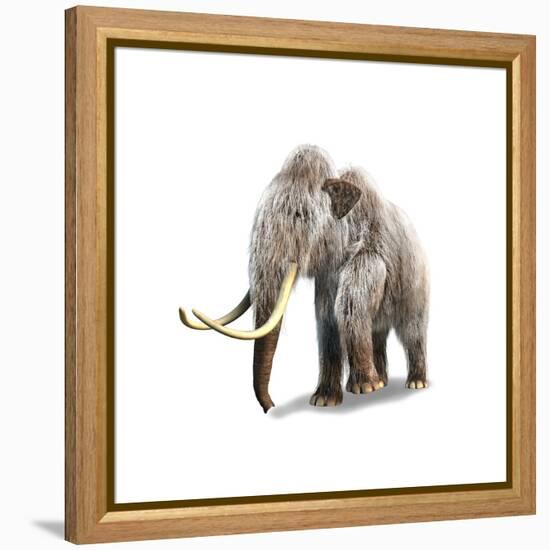 Woolly Mammoth, White Background-null-Framed Stretched Canvas