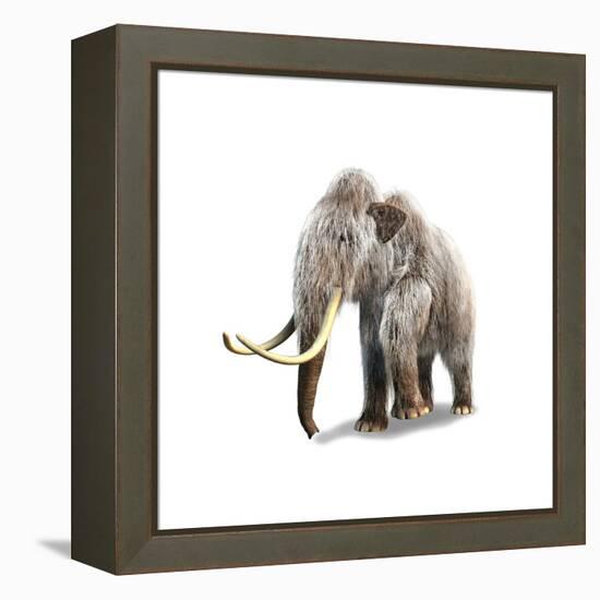 Woolly Mammoth, White Background-null-Framed Stretched Canvas