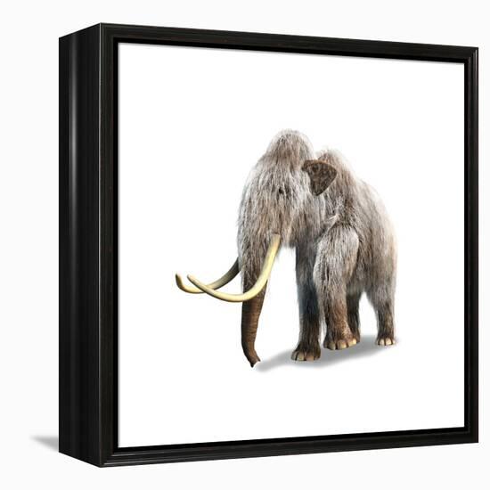 Woolly Mammoth, White Background-null-Framed Stretched Canvas