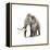 Woolly Mammoth, White Background-null-Framed Stretched Canvas