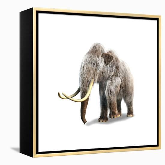 Woolly Mammoth, White Background-null-Framed Stretched Canvas