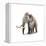 Woolly Mammoth, White Background-null-Framed Stretched Canvas