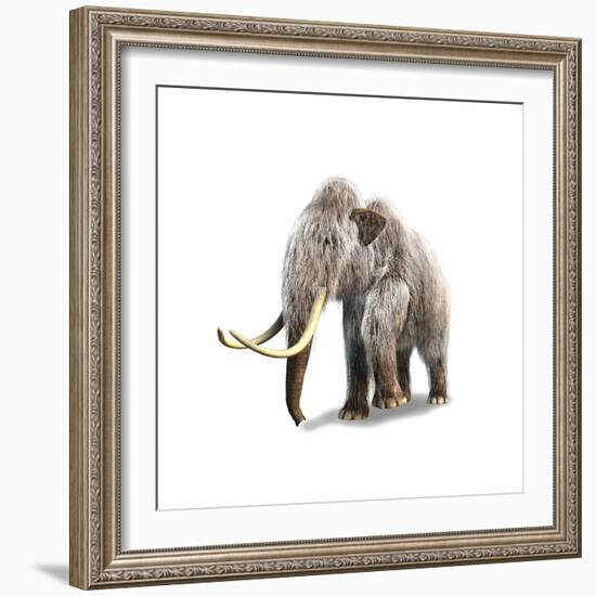 Woolly Mammoth, White Background-null-Framed Premium Giclee Print