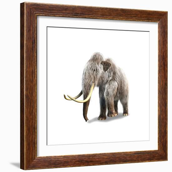 Woolly Mammoth, White Background-null-Framed Premium Giclee Print