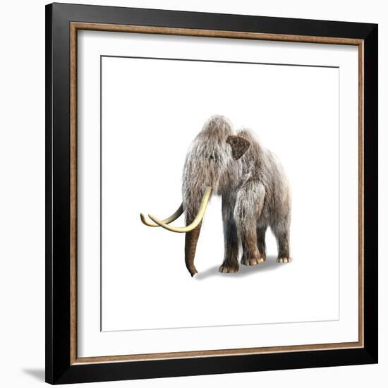 Woolly Mammoth, White Background-null-Framed Premium Giclee Print