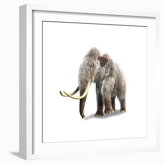 Woolly Mammoth, White Background-null-Framed Premium Giclee Print