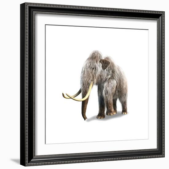 Woolly Mammoth, White Background-null-Framed Premium Giclee Print