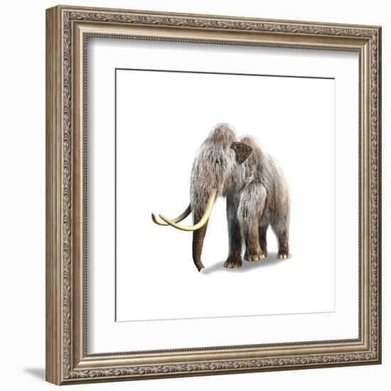 Woolly Mammoth, White Background-null-Framed Art Print