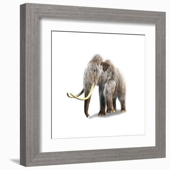 Woolly Mammoth, White Background-null-Framed Art Print