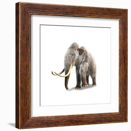 Woolly Mammoth, White Background-null-Framed Art Print