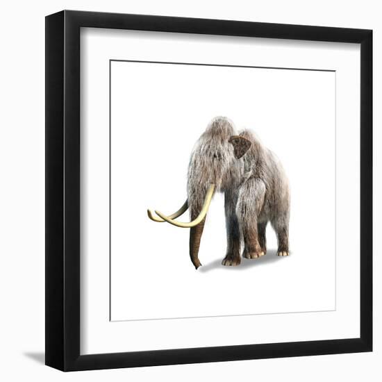 Woolly Mammoth, White Background-null-Framed Art Print