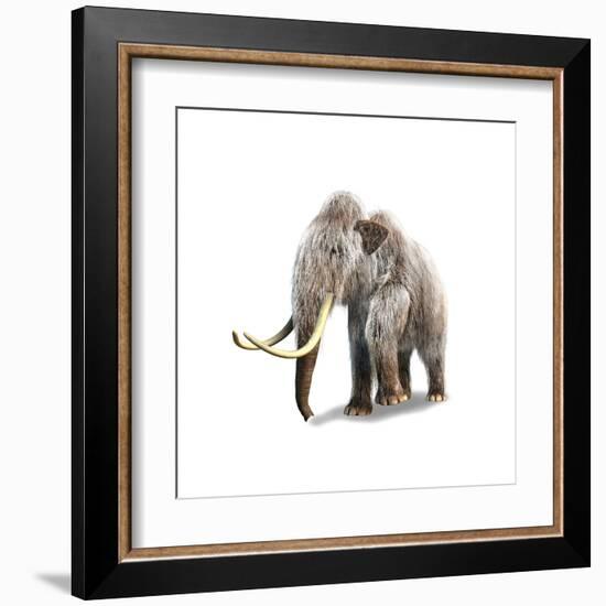 Woolly Mammoth, White Background-null-Framed Art Print