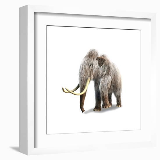 Woolly Mammoth, White Background-null-Framed Art Print