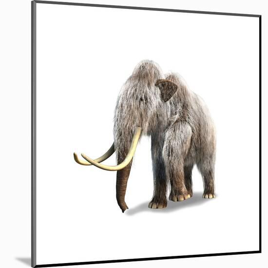 Woolly Mammoth, White Background-null-Mounted Art Print