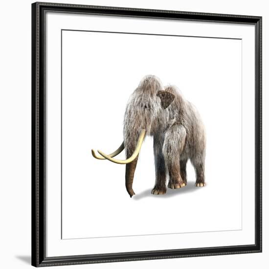 Woolly Mammoth, White Background-null-Framed Art Print