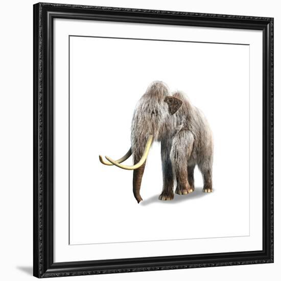 Woolly Mammoth, White Background-null-Framed Art Print