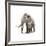 Woolly Mammoth, White Background-null-Framed Art Print