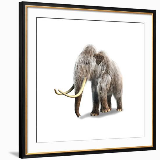 Woolly Mammoth, White Background-null-Framed Art Print