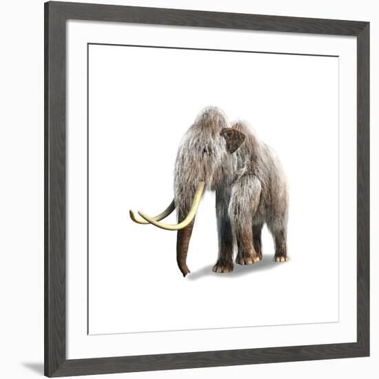 Woolly Mammoth, White Background-null-Framed Art Print