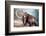 Woolly Mammoth-null-Framed Premium Giclee Print