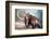 Woolly Mammoth-null-Framed Premium Giclee Print