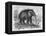 Woolly Mammoth-null-Framed Premier Image Canvas