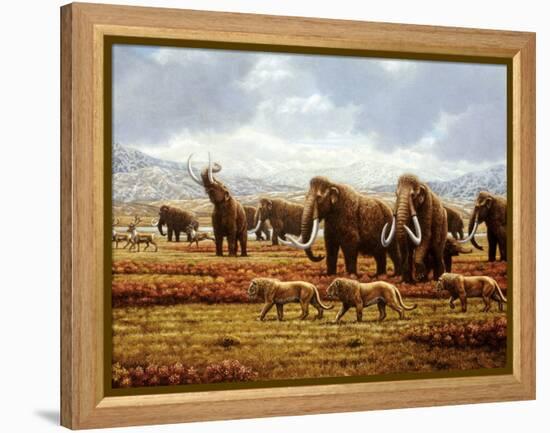 Woolly Mammoths-Mauricio Anton-Framed Premier Image Canvas