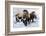 Woolly Mammoths-null-Framed Photographic Print