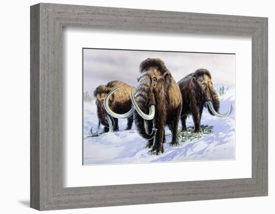 Woolly Mammoths-null-Framed Photographic Print